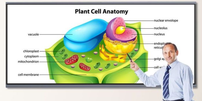Teacher Use Interactive Panel Display for Digital Storytelling in classroom
